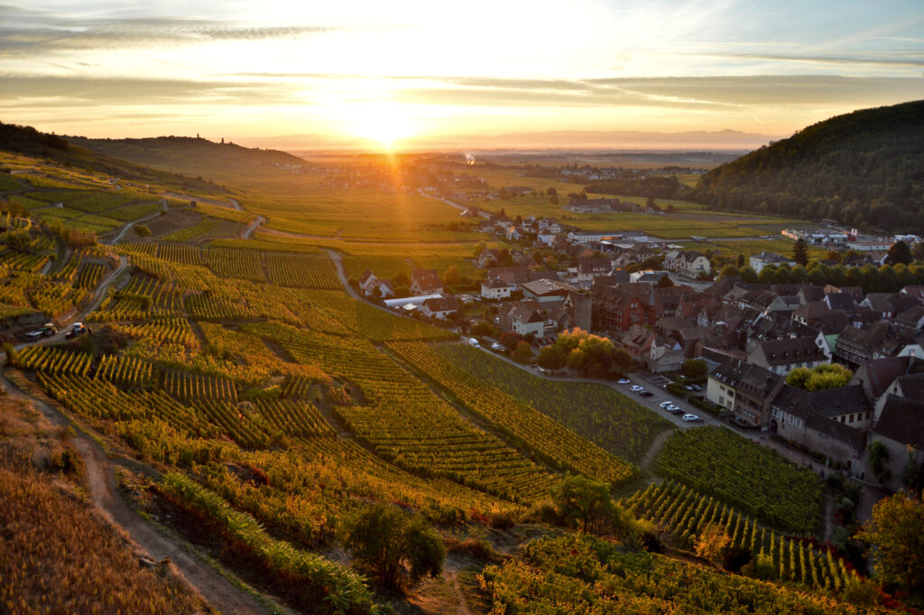 Le vignoble de Kaysersberg à la levée du soleil