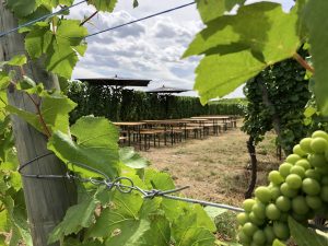 Détente au coeur du vignoble