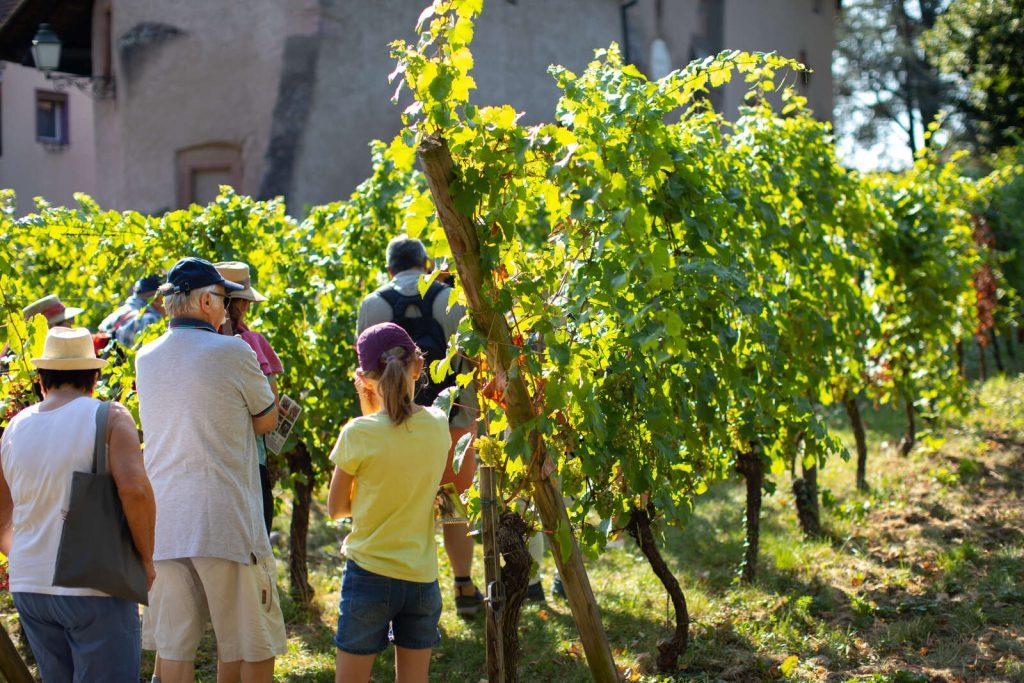 Balade dans le vignoble d'Ammerschwihr