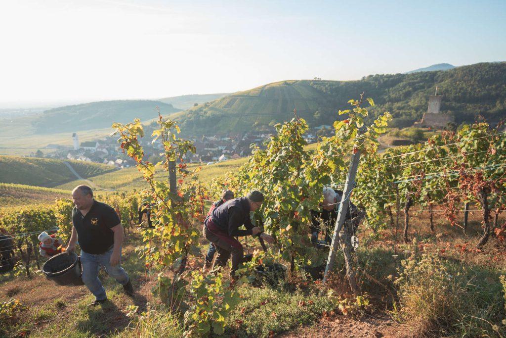 Vendanges en Alsace en 2024 - Vallée de Kaysersberg