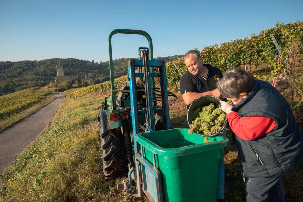 Vendanges 2024 dans la vallée de Kaysersberg